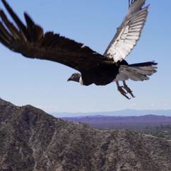 Programme condor des Andes - Protéger et relâcher le condor des Andes sacré - Programme Argentine - Association Beauval Nature