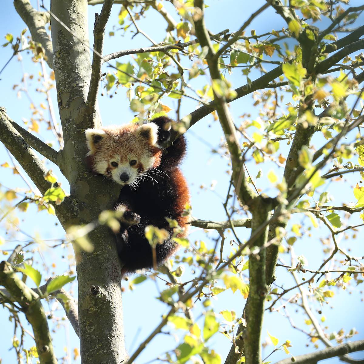 Habitat Du Panda Roux