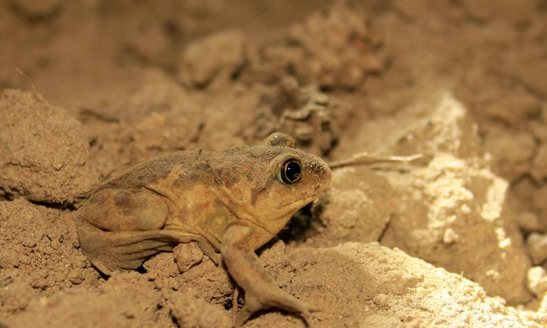 Pélobate brun - Détecter et protéger le pélobate brun pour éviter son extinction - Programme France - Association Beauval Nature