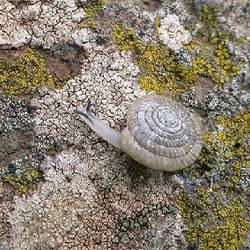 Réintroduire et reproduire 4 espèces d’escargots redécouvertes - Programme Portugal - Association Beauval Nature