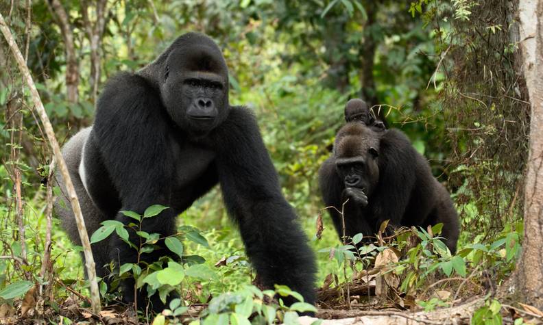 Djongo le mâle, Mayombé la femelle et Taali la petite - Réintroduire les gorilles des plaines de l’Ouest - Programme Congo - Association Beauval Nature