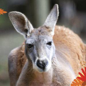 Cap sur l’Océanie du 8 février au 16 mars à la Maison Beauval Nature !