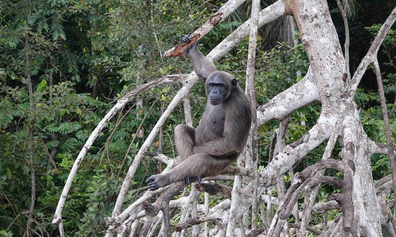 Chimpanzé sur une branche - Help Congo, un programme de conservation piloté par Beauval Nature - Programme Congo - Association Beauval Nature