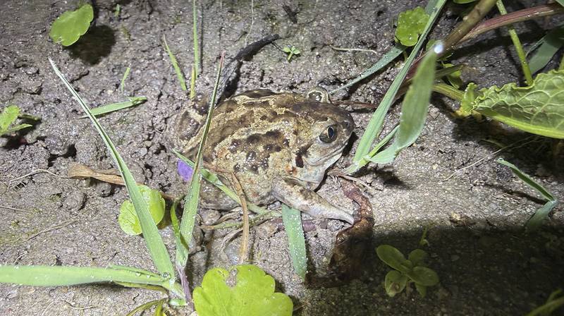 European Wetlands Campaign – brown toad