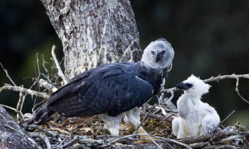 Oisillon et harpie féroce dans leur nid - Suivre les sites de nidification des harpies féroces - Programme Brésil - Association Beauval Nature