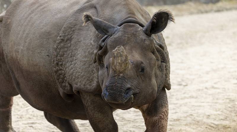 World Rhino Day – Henna