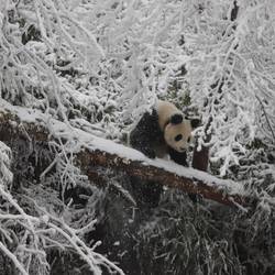 Reproduire ex situ et réintroduire le panda géant dans son milieu naturel - Programme Chine - Association Beauval Nature