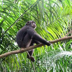 Recueillir, réhabiliter et réintroduire les chimpanzés, mandrills et cercopithèques - Programme Congo - Association Beauval Nature