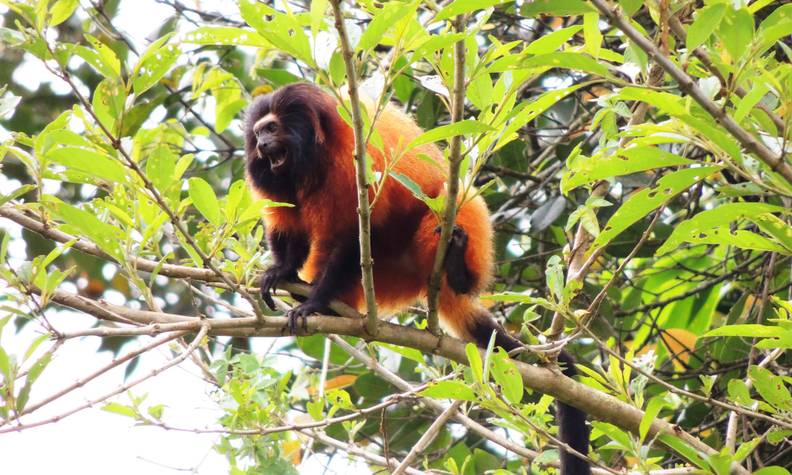 Tamarin lion à face noire avec bouche ouverte - Protéger 4 espèces de tamarins lions et restaurer leur habitat - Programme Brésil - Association Beauval Nature