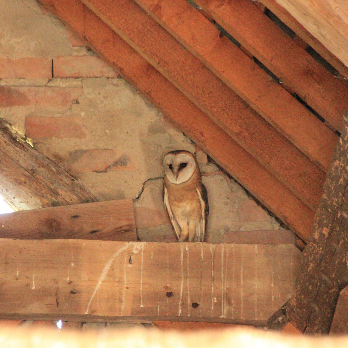 Chouette effraie dans une grange - Les rapaces, des oiseaux emblématiques à protéger - Programme France - Association Beauval Nature