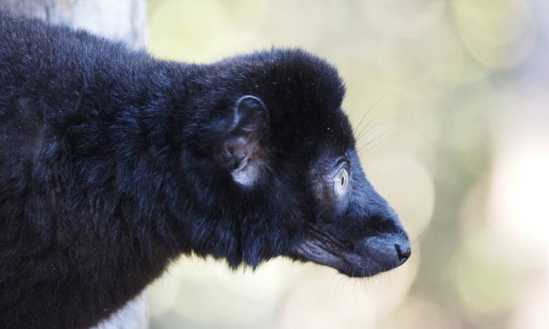 Lémurien noir aux yeux bleus - Protéger le lémur aux yeux turquoise en préservant son habitat - Programme Madagascar - Association Beauval Nature