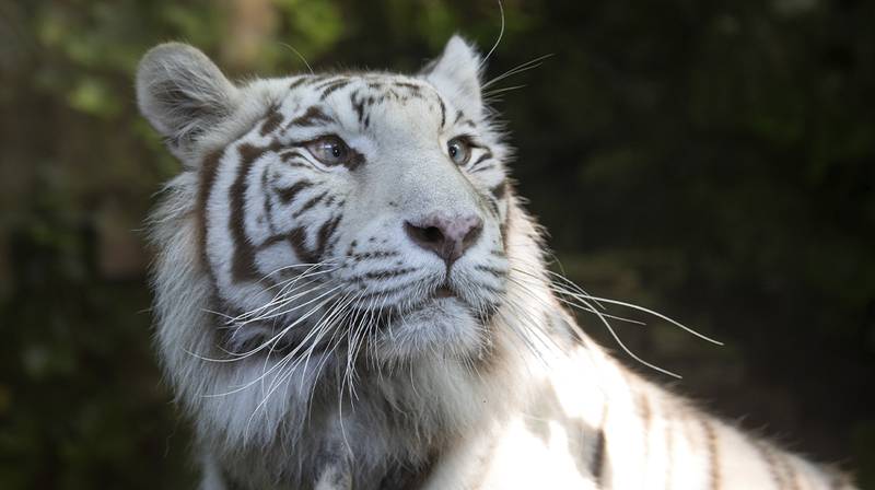 International Tiger Day 2026 – Sushi, a female white tiger