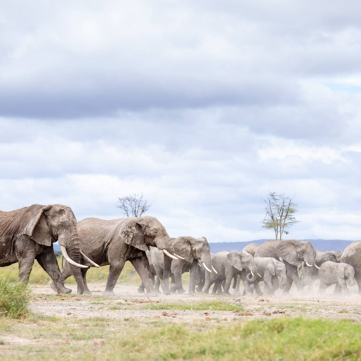 Groupe d'éléphants - Protéger les éléphants du Rambo Group Ranch - Programme Kenya - Association Beauval Nature