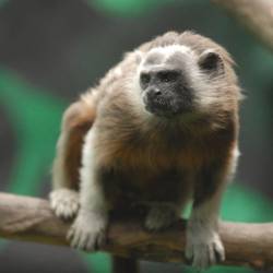 Surveiller et protéger le tamarin à mains blanches  - Programme Colombie - Association Beauval Nature