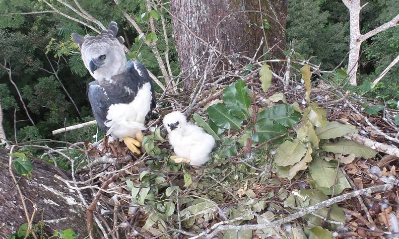 Harpie féroce et son petit - Suivre les sites de nidification des harpies féroces - Programme Brésil - Association Beauval Nature