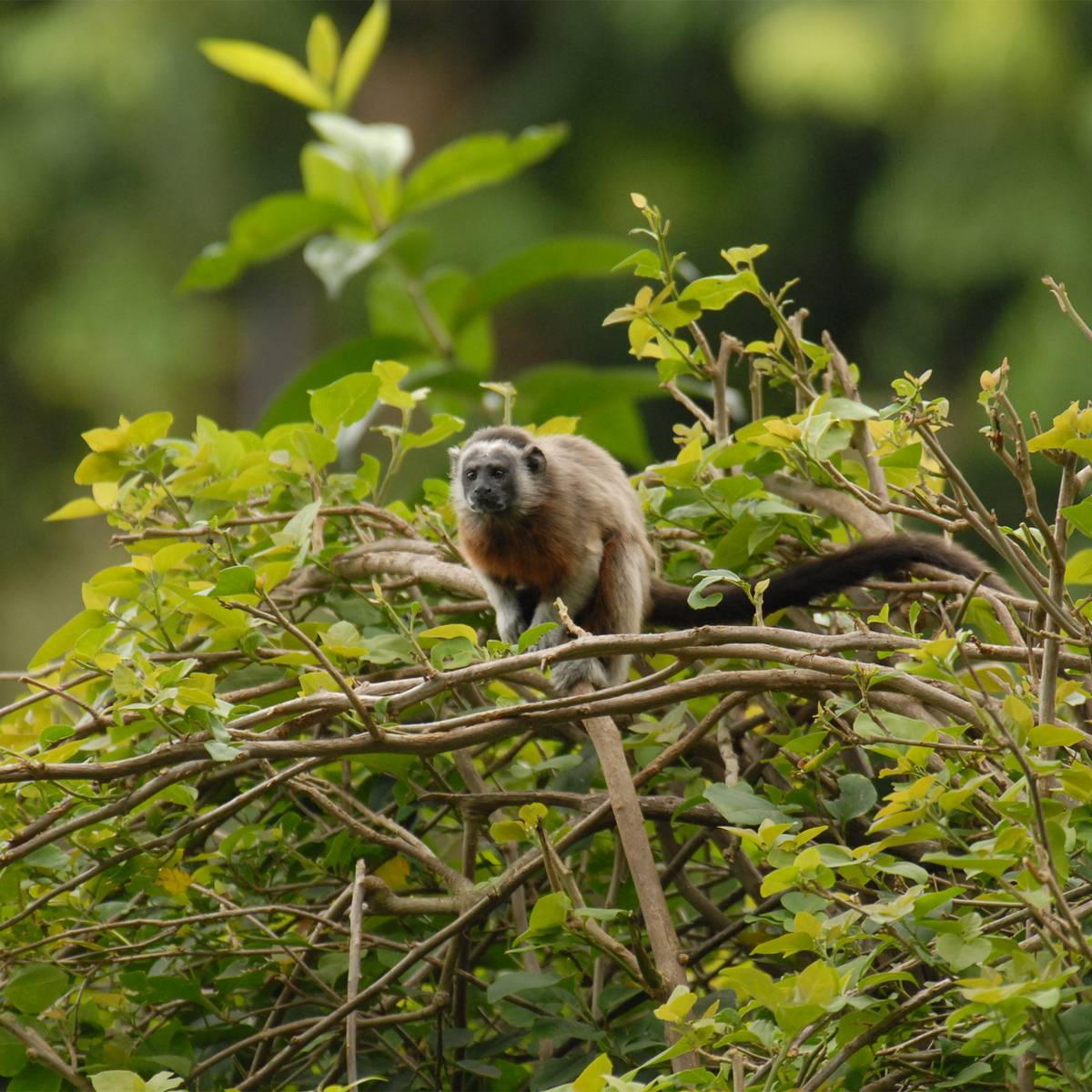 Tamarin à mains blanches avec paysage - Surveiller et protéger le tamarin à mains blanches  - Programme Colombie - Association Beauval Nature