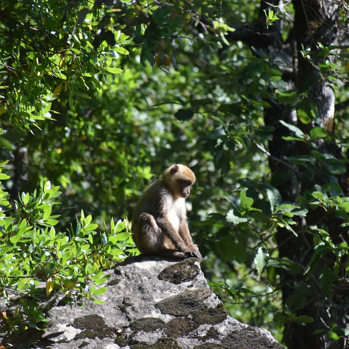 Sauver les macaques de Barbarie - Programme Maroc - Association Beauval Nature
