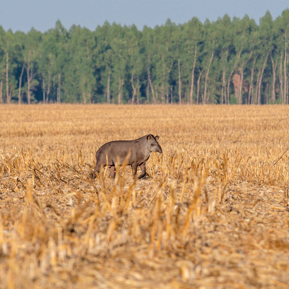 Tapir terrestre dans la savane du Brésil - Surveiller le tapir terrestre et évaluer sa santé - Programme Brésil - Association Beauval Nature