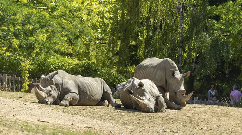 World Rhino Day – white rhinos