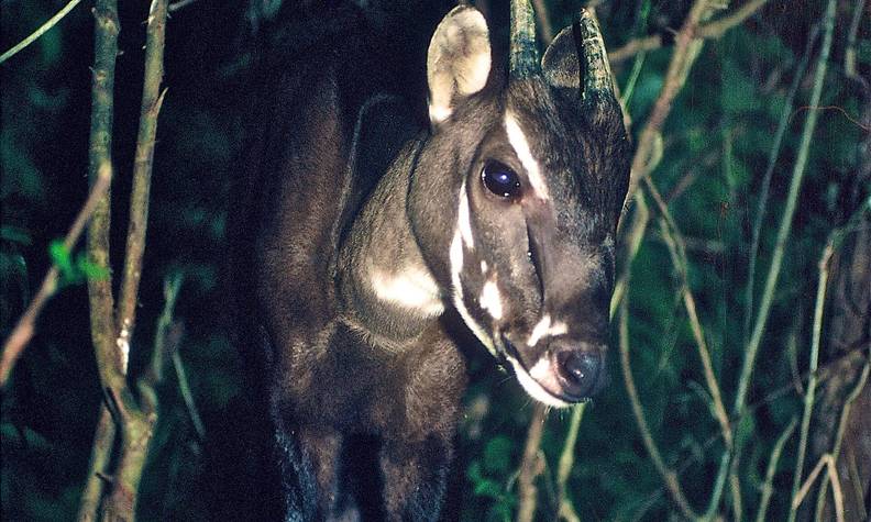 Portrait saola - Rechercher, surveiller et aider à sauver le saola - Programme Laos et Vietnam - Association Beauval Nature