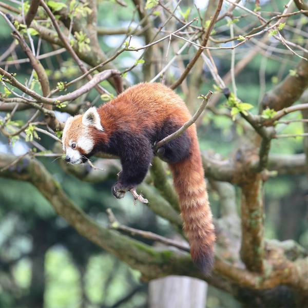 Parrainer Ines, panda roux du ZooParc de Beauval - Garder, surveiller et protéger les pandas roux dans leurs forêts - Programme Népal - Association Beauval Nature