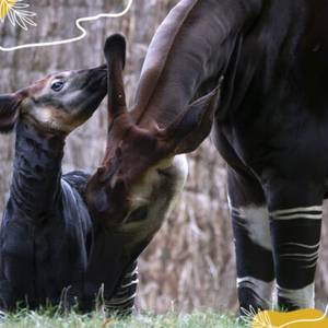 Journée mondiale de l’okapi : 10 ans de mobilisation pour une espèce en danger
