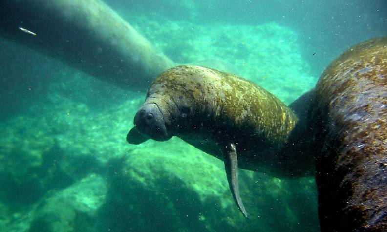 Lamantin des Caraïbes - Étudier la cognition et la communication acoustique des lamantins des Antilles - Programme France - Association Beauval Nature