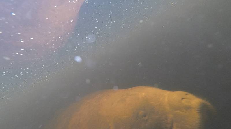 European Wetlands Campaign – manatee