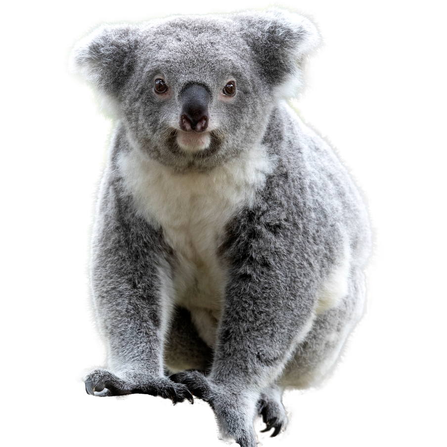 Suivre les déplacements et surveiller l’état de santé des koalas - Programme Australie - Association Beauval Nature