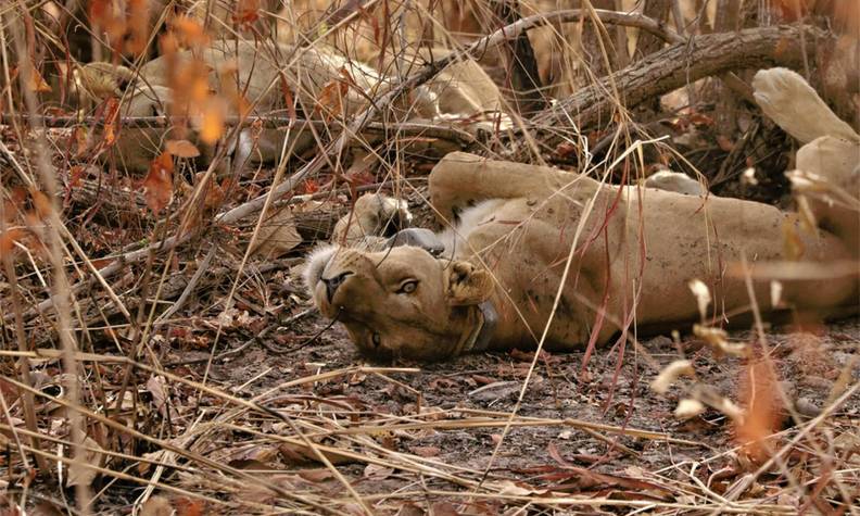 Lionnes en repos - Protéger les lions du Parc National du Niokolo-Koba - Programme Sénégal - Association Beauval Nature
