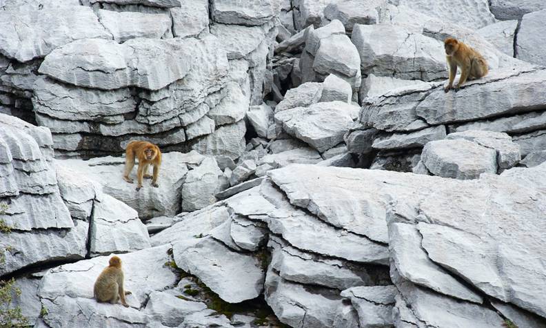 Magot sur une falaise - Sauver les macaques de Barbarie - Programme Maroc - Association Beauval Nature