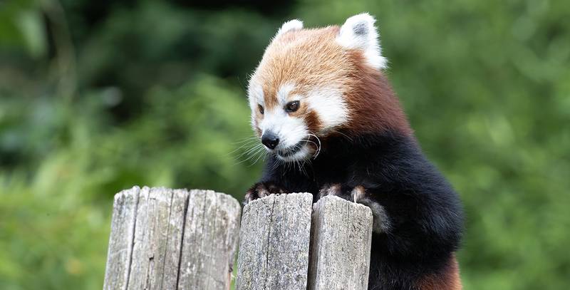 Ines – World Red Panda Day 2025
