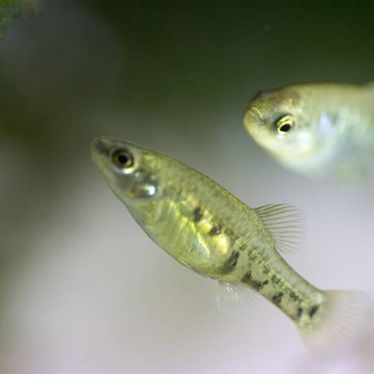 Couple de poissons téquila - Réintroduire les poissons téquila et autres Goodéidés dans leur environnement naturel - Programme Mexique - Association Beauval Nature
