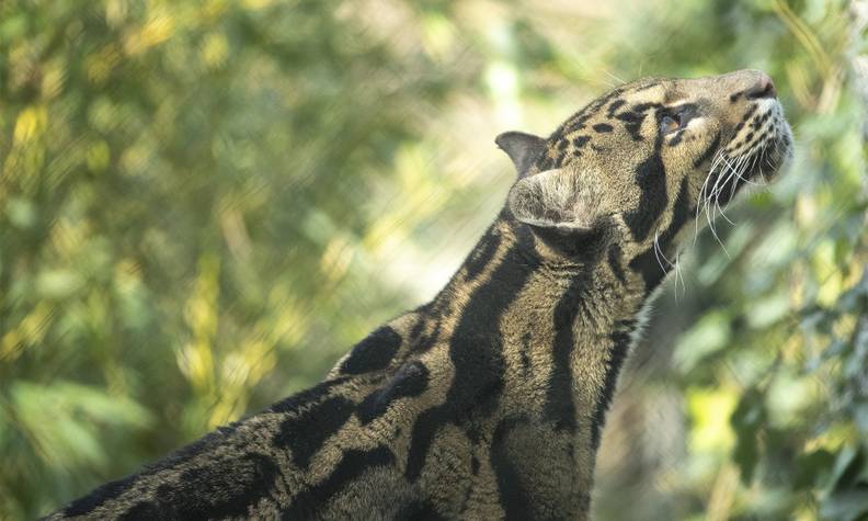 Panthère longibande avec tête en l'air - Favoriser le bien-être et les efforts de conservation des panthères nébuleuses - Programme France - Association Beauval Nature