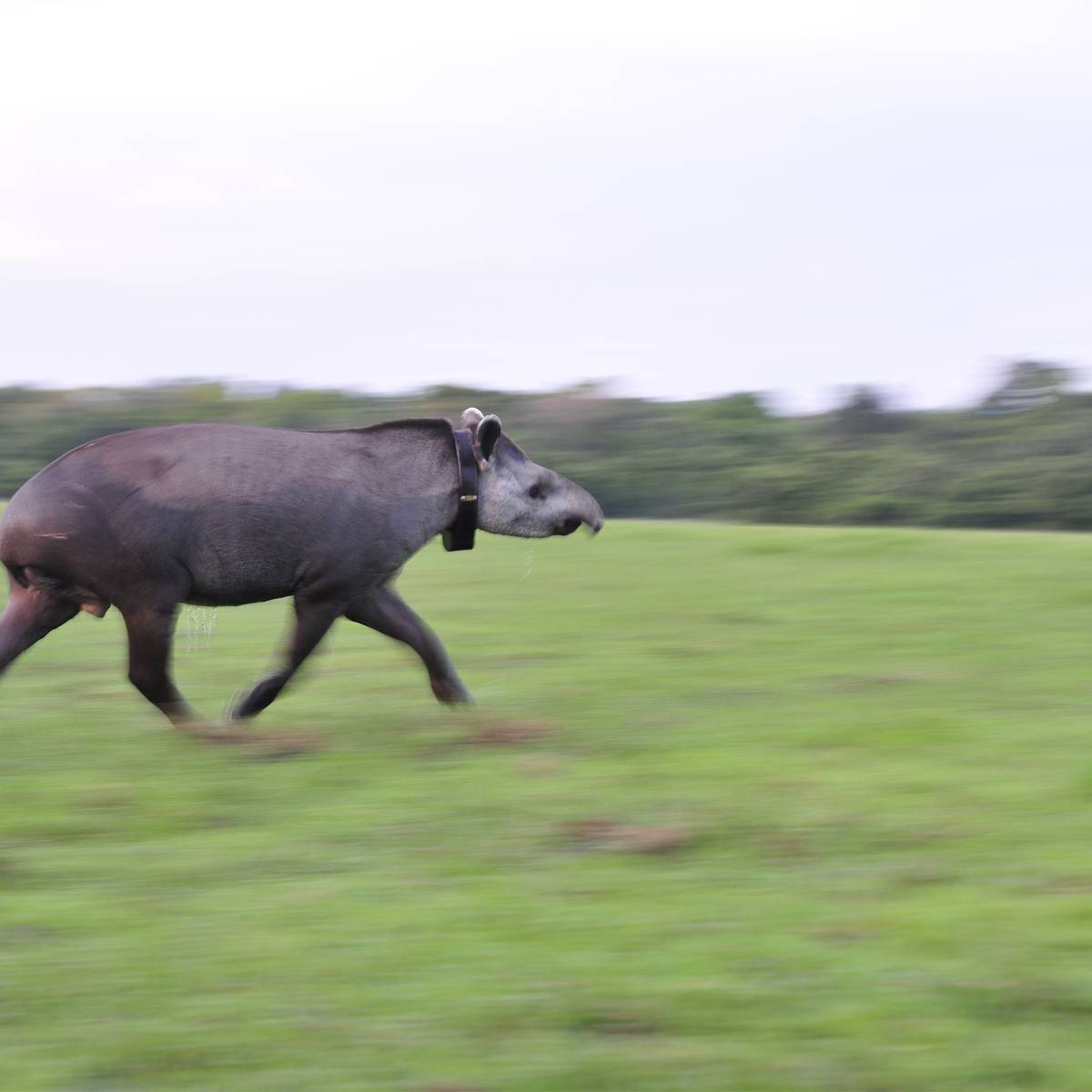Surveiller le tapir terrestre et évaluer sa santé