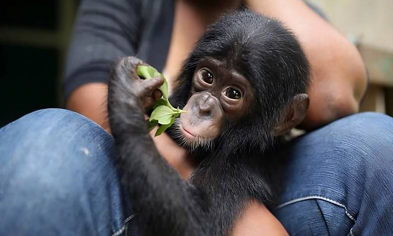 Bébé bonobo - Sauver les derniers bonobos - Programme Congo - Association Beauval Nature