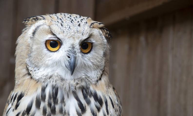 Hibou grand duc - Les rapaces, des oiseaux emblématiques à protéger - Programme France - Association Beauval Nature