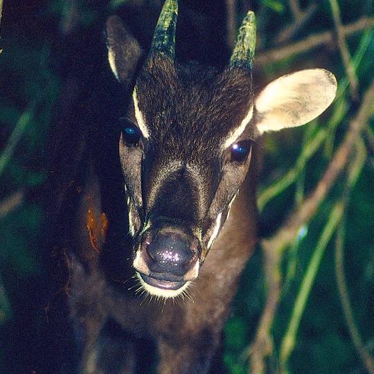 Saola regardant la caméra - Rechercher, surveiller et aider à sauver le saola - Programme Laos et Vietnam - Association Beauval Nature