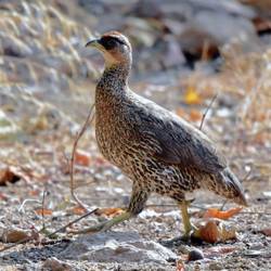 Les derniers francolins de Djibouti - Programme Djibouti - Association Beauval Nature