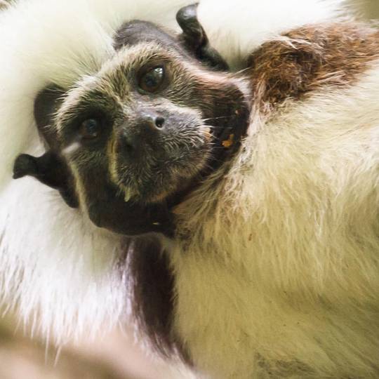 Zoom sur le tamarin pinché - Protéger et restaurer l’habitat forestier des tamarins pinchés - Programme Colombie - Association Beauval Nature