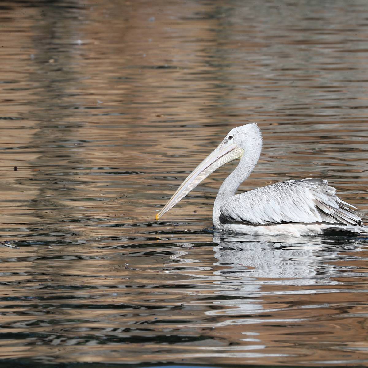 Pélican - Rédiger un guide de l’avifaune djiboutienne - Programme Djibouti - Association Beauval Nature