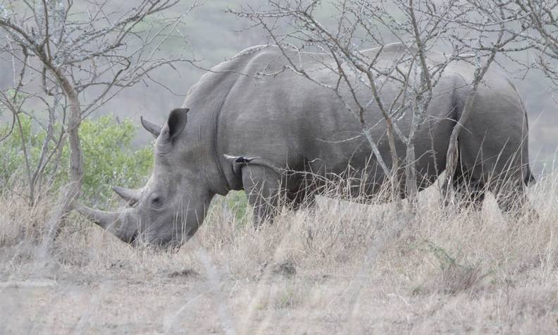 Rhinocéros dans la nature - Protéger les rhinocéros du braconnage - Programme Namibie - Association Beauval Nature