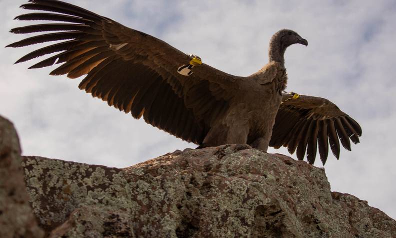 Relâché condor des Andes Pachamama - Notre histoire Beauval Nature