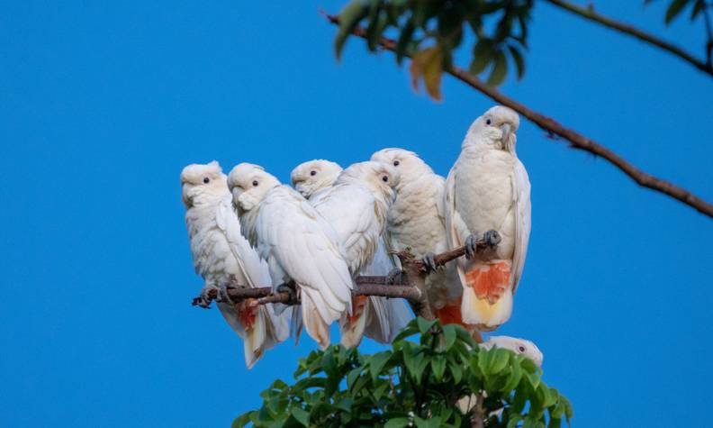 Groupe de cacatoès sur une branche - Sauver, recueillir et réintroduire le cacatoès des Philippines - Programme Philippines - Association Beauval Nature