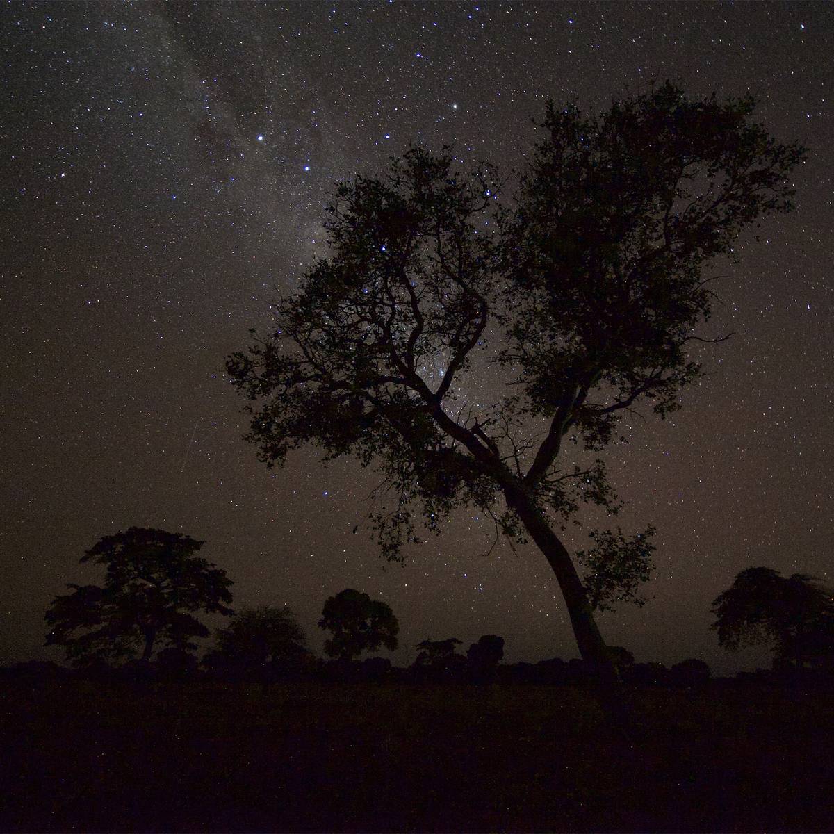 Paysage de nuit - Étudier la biologie, l’écologie et la santé des tatous géants - Programme Brésil - Association Beauval Nature