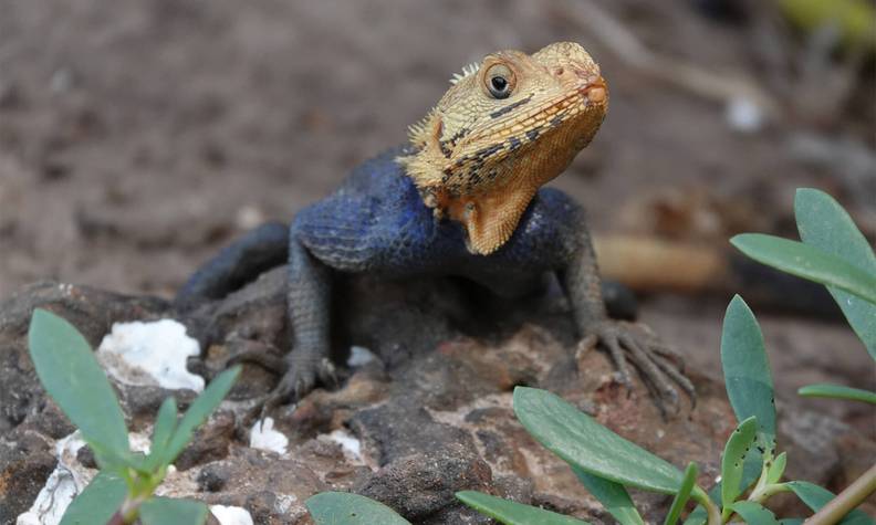 Agame - Protéger la faune et la flore de l’archipel des Bijagós - Programme Guinée-Bissau - Association Beauval Nature