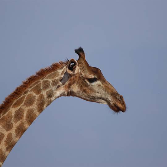 Portrait girafe - Suivre et transloquer des girafes - Programme Namibie - Association Beauval Nature