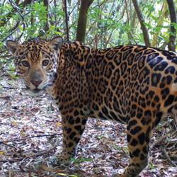 Recenser les jaguars et sensibiliser pour les préserver - Programme Brésil - Association Beauval Nature