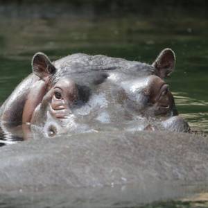 Journée mondiale des hippopotames : découvrons le cheval de rivière !