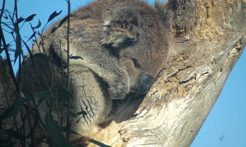 Koala au repos - Suivre les déplacements et surveiller l’état de santé des koalas - Programme Australie - Association Beauval Nature